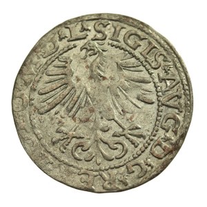 Sigismund II. Augustus, Halbpfennig 1564 Wilna