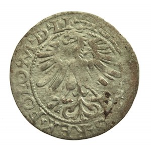 Sigismund II. Augustus, halber Pfennig 1565 Vilnius