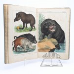 (ZOOLOGIA). Schubert Gotthilf Heinrich von, Naturgeschichte der (Säuge)thiere in Bildern, in Bildern, treu teils nach der Natur, theils nach den ausgeschnittesten zoologicalschen Bildersammlungen gezeichnet, fein und getreu colored zum