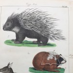 (ZOOLOGIA). Schubert Gotthilf Heinrich von, Naturgeschichte der (Säuge)thiere in Bildern, in Bildern, treu teils nach der Natur, theils nach den ausgeschnittesten zoologicalschen Bildersammlungen gezeichnet, fein und getreu colored zum