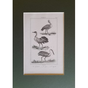 Georges Louis Leclerc de Buffon, Ptaki - warzęcha, żuraw, czapla (1833)