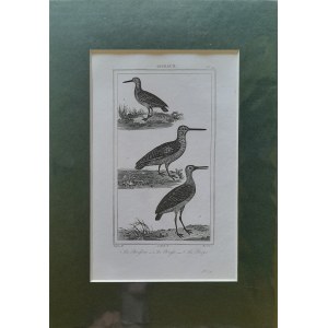 Georges Louis Leclerc de Buffon, Vögel - Bekassine, Schnepfe, Dompfaff (1833)