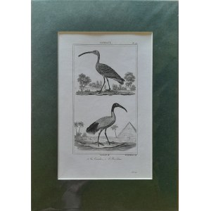 Georges Louis Leclerc de Buffon, Birds - curlew, ibis (1833)
