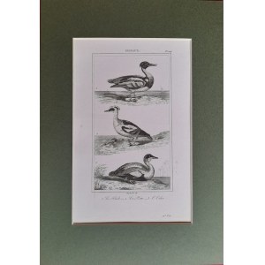 Georges Louis Leclerc de Buffon, Vögel - Gänsesäger, Weißkehlchen, Endredon (1833)
