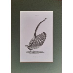 Georges Louis Leclerc de Buffon, Vögel - Malaiischer Argus (1833)