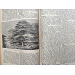 Wielka Encyklopedia Powszechna Ilustrowana - Warszawa 1893 - Tom XI - [Chopin]