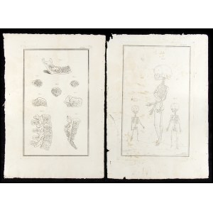 Lot of 2 sheets from an Atlas of Human Anatomy, 18th century