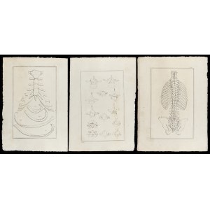 Lot of 3 sheets from an Atlas of Human Anatomy, 18th century