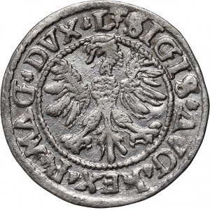 Sigismund II. Augustus, halber Pfennig 1546, Vilnius, gesenkter Schwanz des Pogons