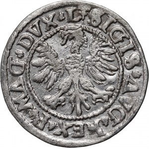 Zikmund II August, půlgroš 1546, Vilnius, spuštěný ocas Pogona