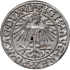 Sigismund II. Augustus, halber Pfennig 1548, Vilnius