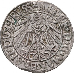 Kniežacie Prusko, Albert Hohenzollern, penny 1546, Königsberg