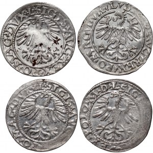 Sigismund II. Augustus, Satz von 4 Halbpfennigen, datiert 1560-1564, Vilnius