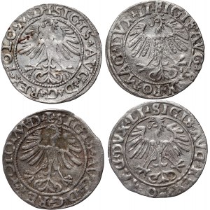 Sigismund II. Augustus, Satz von 4 Halbpfennigen, datiert 1556-1565, Vilnius