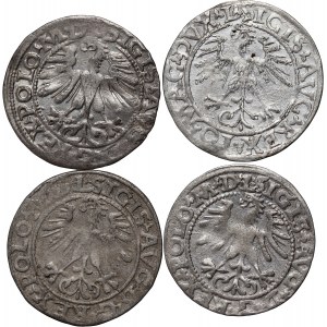 Sigismund II. Augustus, Satz von 4 Halbpfennigen, datiert 1556-1564, Vilnius