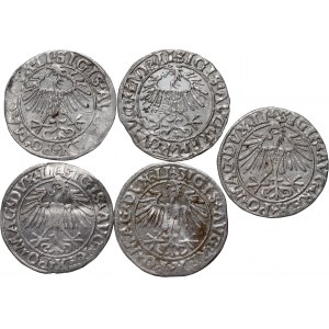 Sigismund II Augustus, set of 5 x half-penny from 1548-1558, Vilnius
