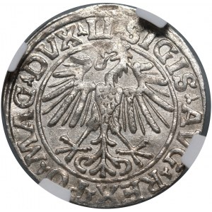 Sigismund II. Augustus, halber Pfennig 1548, Vilnius