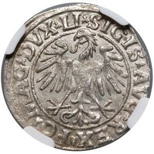 Sigismund II. Augustus, halber Pfennig 1547, Vilnius