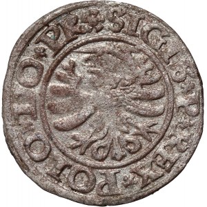 Zikmund I. Starý, šilink 1530, Elbląg