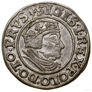 Groš, 1539, Gdaňsk; na averzu konec legendy PRVS; ...