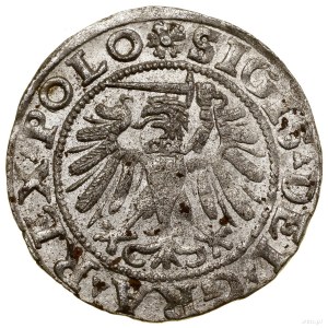 Szeląg, 1532, Gdańsk; znaki inicjalne: na awersie i rew...