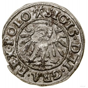 Szeląg, 1539, Gdańsk; w legendzie awersu POLO; Białk.-S...