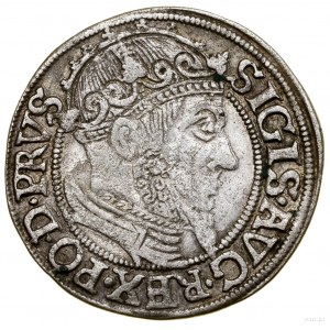 Groš, 1557, Gdaňsk; velká hlava krále, konec legendy....