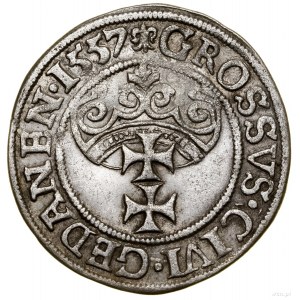 Groš, 1557, Gdansk; veľká hlava kráľa, koniec legendy....