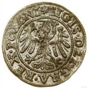 Sheląg, 1546, Gdańsk; in the obverse legend of POLONI; Białk....