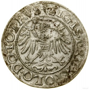 Grosz, 1539, Elbląg; nowszy typ Orła z mieczem trzymany...
