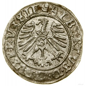 Szeląg, 1558, Królewiec; Kop. 3768 (R), Slg Marienburg ...