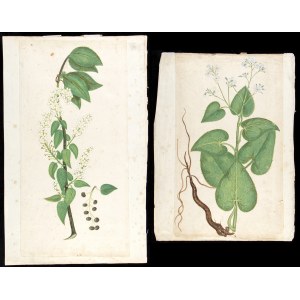 NATURALIST ARTIST, 17th / 18th CENTURY, a) Jasmine plant; b) elderberry plant - Pair of drawings.