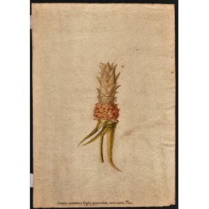 GERMAN NATURALIST PAINTER, 18th CENTURY, Study for a pineapple