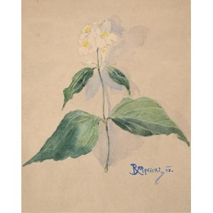 Rudolf Mękicki (1887-1942), White flower