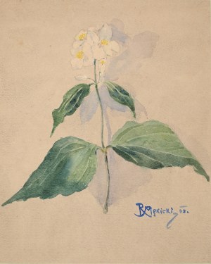 Rudolf Mękicki (1887-1942), Biały kwiat