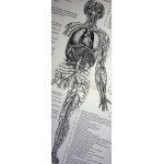 [MEDYCYNA] [ANATOMIA] VESALIUS Andreas - DE HUMANI CORPORIS FABRICA PIERWSZY ILUSTROWANY PODRECZNIK ANATOMII