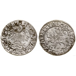 Polska, półgrosz, 1556, Wilno