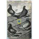 STOBERSKI JAN. People and pigeons. Cracow 1963. literary publishing house. Printing. Krakowskie Zakłady Graficzne...
