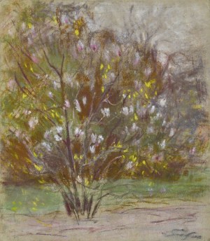 Władysław SERAFIN (1905-1988), Kwitnąca magnolia