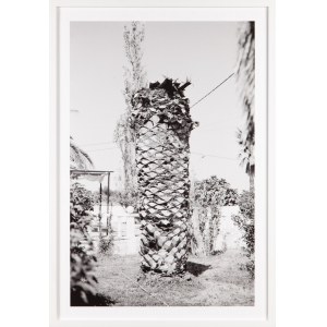 Natalia PONIATOWSKA (b. 1993), Twelve Dying Palm Trees, 2018