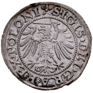 Zygmunt I Stary 1506-1548, Szeląg 1532, Gdańsk.