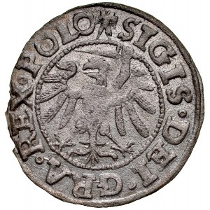 Žigmund I. Starý 1506-1548, Shelleg 1538, Gdansk.