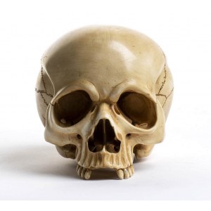 Japanese ivory Skull - Meiji period, 1868-1912