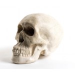 Continental ceramic skull - 20th century