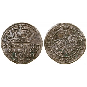 Polen, Pfennig, 1546, Krakau