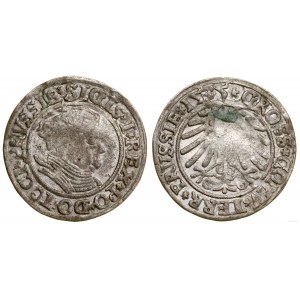 Polen, Pfennig, 1535, Toruń