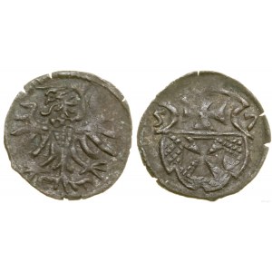 Polska, denar, 1557, Elbląg