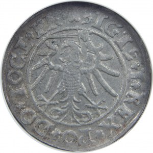 Zygmunt I Stary, Grosz 1534, Elbląg, NGC MS62