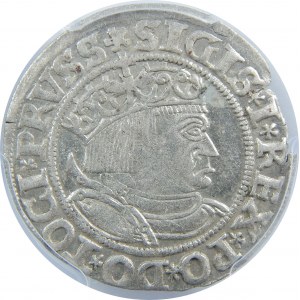 Zygmunt I Stary, Grosz 1533, Toruń, PCGS MS62