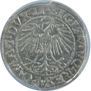 Zygmunt II August, Półgrosz 1548, Wilno, PCGS MS62